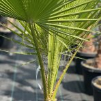 Mexická palma (Washingtonia Robusta)  – výška kmeňa: 30-40 cm, celková výška: 120-150 cm (-4°C) 